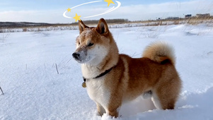 狗狗钻雪地