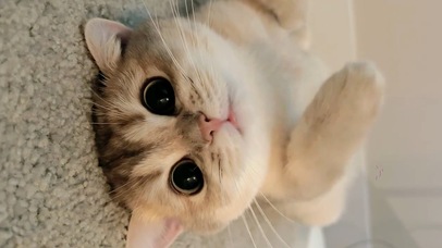 顽皮猫星人