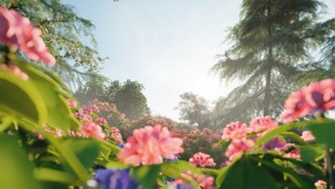 唯美花丛花海三维动态清新背景
