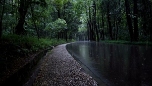 雨天的森林