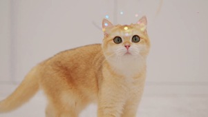 小猫咪玩泡泡