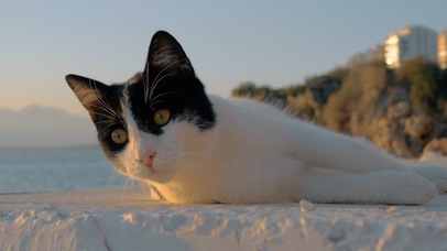 小猫咪在沙滩上打滚儿