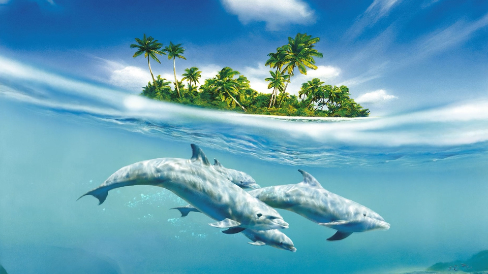 浅蓝色海水中数只灰白色海豚同向游动，远处海面上有覆盖棕榈树的热带小岛的清新插画