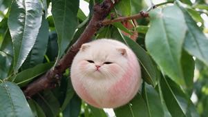 水咪桃与包菜咪