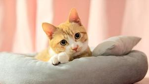 小猫咪盯着你
