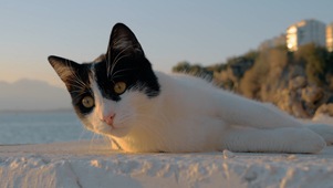 小猫咪在沙滩上打滚儿