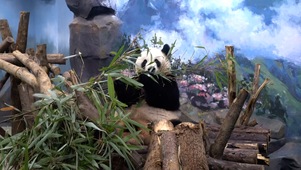 两只熊猫玩耍