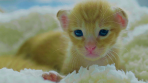猫咪