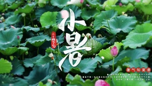 小暑绿色荷花中国传统节气文字控