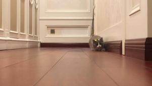挑逗猫咪