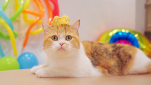 小猫咪过生日