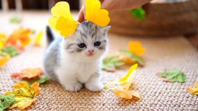 呆萌小奶猫