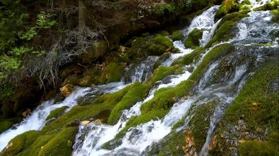 治愈青苔溪流