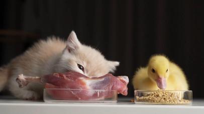 小猫咪和小鸭子