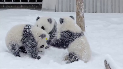 熊猫宝宝打架