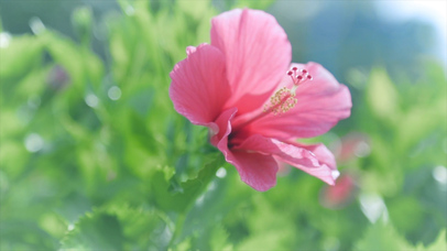 春暖花开