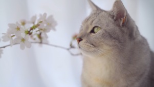 闻花香的小猫咪