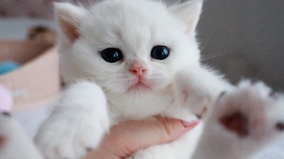 白色小奶猫