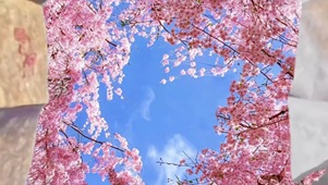风花恋
