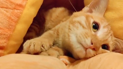 可爱的呆呆小猫咪