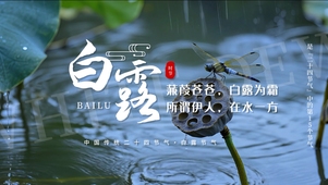 唯美清新实拍背景白露蜻蜓