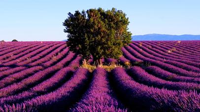 4K超清薰衣草庄园~