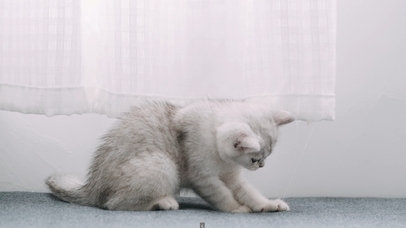 可爱银渐层宠物猫动态壁纸