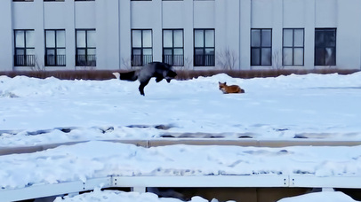 雪中觅食的小狐狸