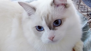 布偶猫