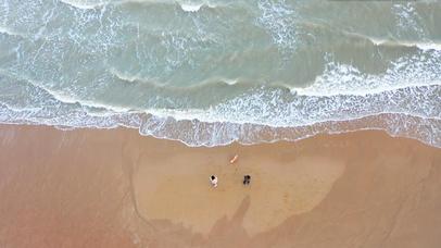 和狗狗海边散步