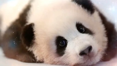 软萌熊猫宝宝