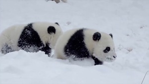 雪地里的大熊猫