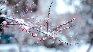 冬日雪花飘，红梅落处娇