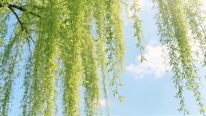 春风拂柳 