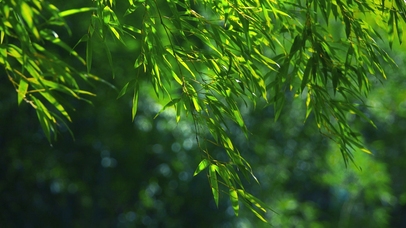 夏日竹叶随风摆动清新唯美动态