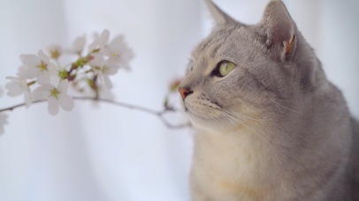 闻花香的小猫咪