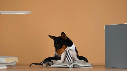 6K有知识的博士汪~