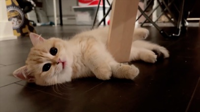 可爱金渐层猫咪