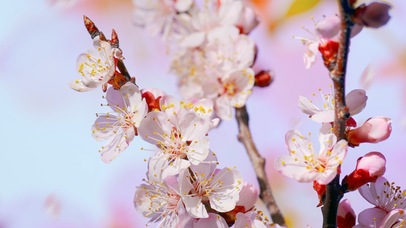 花开瞬间 桃花朵朵