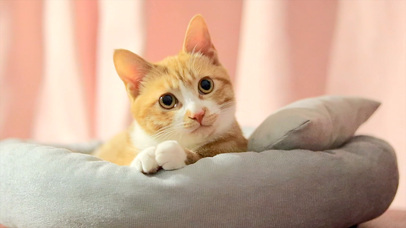 无敌可爱小猫咪