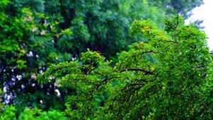 4K雨声~