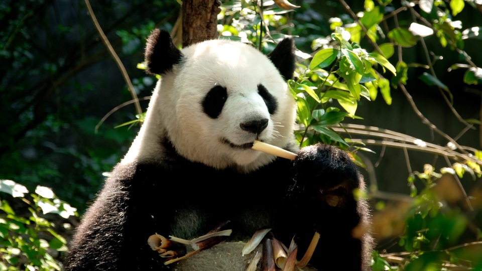 黑白毛色大熊猫静卧在鲜绿色植被覆盖的林间地面，阳光穿透枝叶洒落形成自然光影。