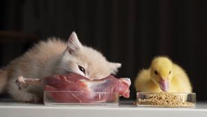 小猫咪和小鸭子