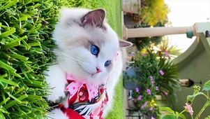小猫咪的美貌