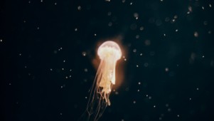 橙色梦幻水母 海洋生物动态壁纸