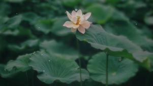 荷花
