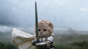 骑士小猫时代