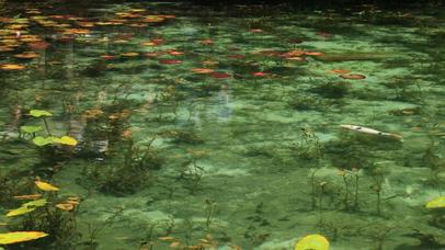 清澈碗莲池塘中的锦鲤