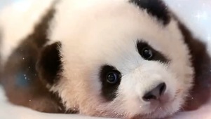 软萌熊猫宝宝
