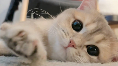 可爱迷人小猫咪